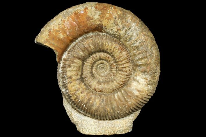 Large, Stephanoceras Ammonite - Dorset, England #131900